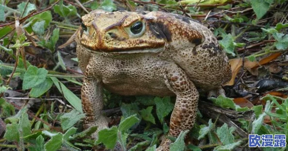 王者荣耀镜白色液体最新进展：玩家反馈与游戏平衡调整引发热议，社区讨论不断升温