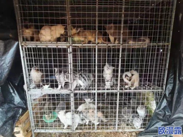 猫咪网最新地域网名是什么样的啊?探讨不同地区猫咪网民的独特命名风格与人气趋势 猫咪网最新地域网名是什么样的啊?探讨不同地区猫咪网民的独特命名风格与人气趋势