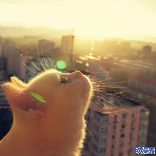 美国Zoom动物：传闻称这款视频会议软件背后隐藏着一只神秘的猫咪，竟然是开发团队的吉祥物！