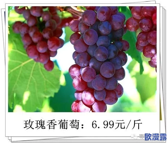 日本一产区与二产区的主要葡萄品种是什么? 网友热议:不同地区的气候和土壤如何影响葡萄风味? 日本一产区与二产区的主要葡萄品种是什么? 网友热议:不同地区的气候和土壤如何影响葡萄风味?